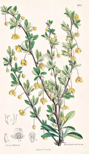 Berberis Buxifolia. Tab. 6505 - Chile / Pflanze Planzen plant plants / flower flowers Blume Blumen / botanical