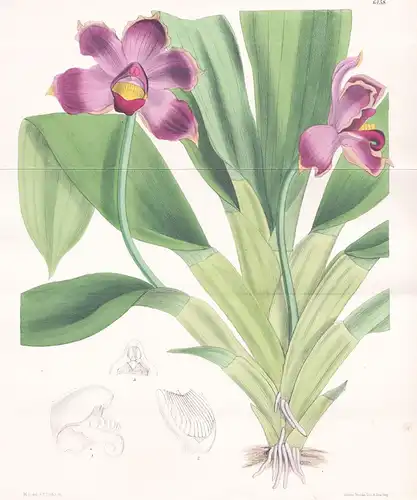 Bollea Coelestris. Tab. 6458 - New Granada Neugranada / Orchidee orchid / Pflanze Planzen plant plants / flowe