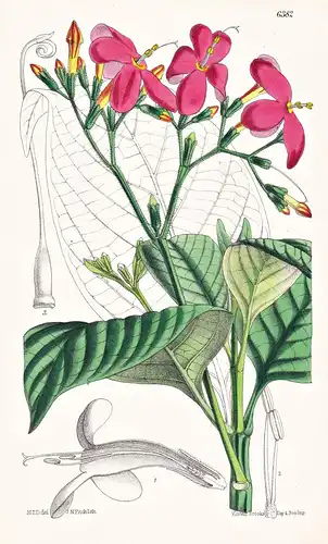 Buellia acutangula. Tab. 6382 - Brazil Brasil Brasilien / Pflanze Planzen plant plants / flower flowers Blume