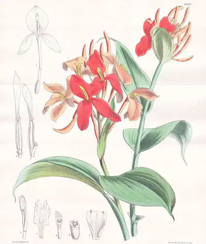 Burbidgea Nitida. Tab. 6403 - Borneo / Pflanze Planzen plant plants / flower flowers Blume Blumen / botanical