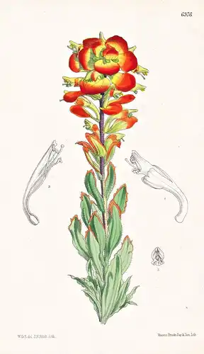 Castilleja indivisa. Tab. 6376 - Texas America Amerika / Pflanze Planzen plant plants / flower flowers Blume B