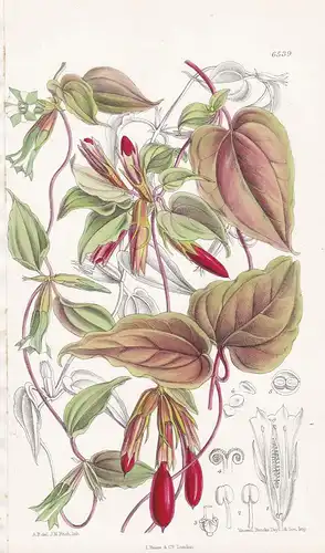 Crawfurdia Luteo-Viridens. Tab. 6539 - Himalaya / Pflanze Planzen plant plants / flower flowers Blume Blumen /