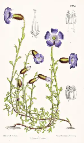 Cyanathus Lobatus. Tab. 6485 - Himalaya / Pflanze Planzen plant plants / flower flowers Blume Blumen / botanic