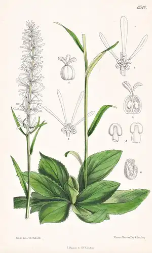 Chionographis Japonica. Tab. 6510 - Japan / Pflanze Planzen plant plants / flower flowers Blume Blumen / botan
