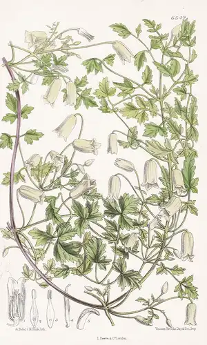 Clematis Aethusaefolia, var. latisecta. Tab. 6542 - China / Pflanze Planzen plant plants / flower flowers Blum