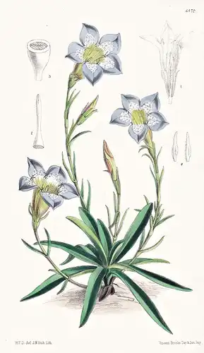 Gentiana Kurroo. Tab. 6470 - Himalaya / Pflanze Planzen plant plants / flower flowers Blume Blumen / botanical