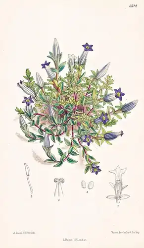 Gentiana Ornata. Tab. 6514 - Himalaya / Pflanze Planzen plant plants / flower flowers Blume Blumen / botanical