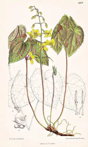 Epimedium Perralderianum. Tab. 6509 - Algeria Algerien / Pflanze Planzen plant plants / flower flowers Blume B