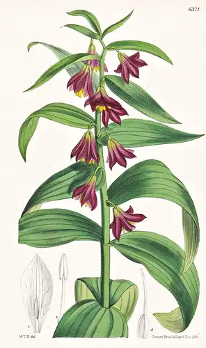 Fritillaria sewerzowi. Tab. 6371 - Turkestan Kasachstan / Lilie lily / Pflanze Planzen plant plants / flower f