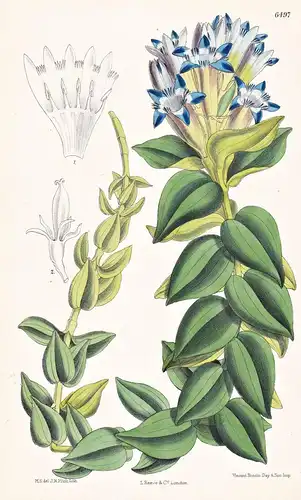 Gentiana Septemfida, var. cordifolia. Tab. 6497 - Asia Minor / Pflanze Planzen plant plants / flower flowers B
