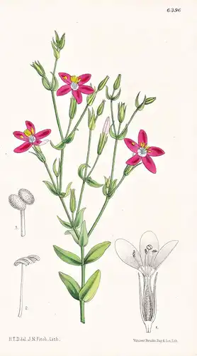 Erythraea venusta. Tab. 6396 - California Kalifornien Amerika America / Pflanze Planzen plant plants / flower