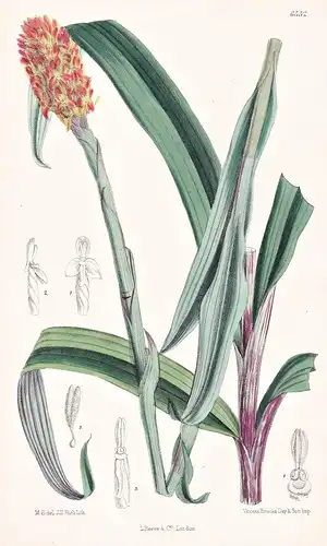 Disa Polygonoides. Tab. 6532 - Natal / Orchidee orchid / Pflanze Planzen plant plants / flower flowers Blume B