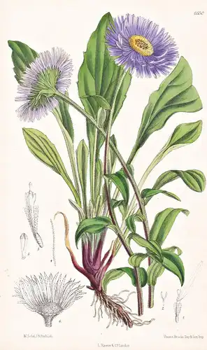Erigeron Multiradiatus. Tab. 6530 - Himalaya / Pflanze Planzen plant plants / flower flowers Blume Blumen / bo