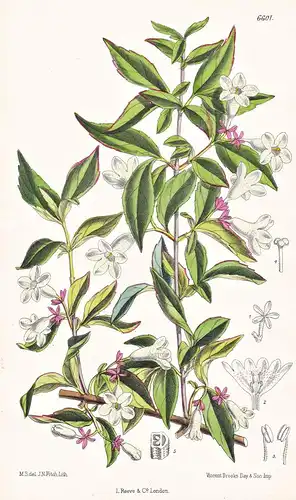 Abelia Spathulata. Tab. 6601 - Japan / Pflanze Planzen plant plants / flower flowers Blume Blumen / botanical