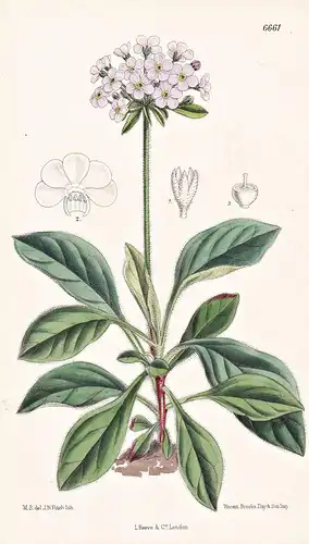 Androsace Foliosa. Tab. 6661 - Himalaya / Pflanze Planzen plant plants / flower flowers Blume Blumen / botanic