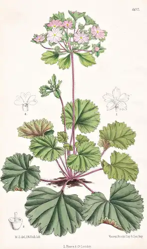 Androsace Rotundifolia, var. Macroccalyx. Tab. 6617 - Himalaya / Pflanze Planzen plant plants / flower flowers