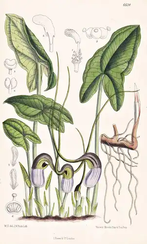 Arisarum Proboscideum. Tab. 6634 - Italy Italien / Pflanze Planzen plant plants / flower flowers Blume Blumen