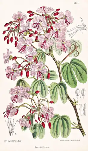 Bauhinia Corymbosa. Tab. 6621 - China / Pflanze Planzen plant plants / flower flowers Blume Blumen / botanical
