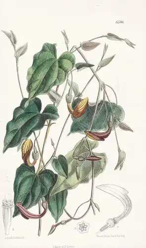 Aristolochia Altissima. Tab. 6586 - Sicily Sizilien Algeria Algerien / Pflanze Planzen plant plants / flower f