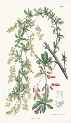 Berberis Sinensis. Tab. 6573 - China / Pflanze Planzen plant plants / flower flowers Blume Blumen / botanical