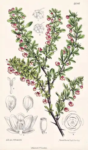 Berberis Thunbergii. Tab. 6646 - Japan / Pflanze Planzen plant plants / flower flowers Blume Blumen / botanica