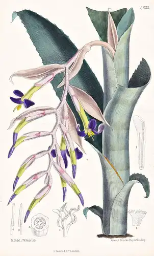 Billbergia Euphemiae. Tab. 6632 - Brasil Brazil Brasilien / Pflanze Planzen plant plants / flower flowers Blum