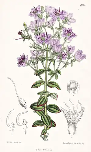 Cambessedesia Paraguayensis. Tab. 6604 - Paraguay / Pflanze Planzen plant plants / flower flowers Blume Blumen