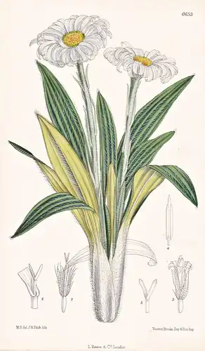 Celmisia Spectabilis. Tab. 6653 - New Zealand Neuseeland / Pflanze Planzen plant plants / flower flowers Blume