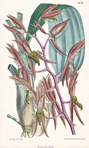 Catasetum Callosum. Tab. 6648 - Venezuela / Orchidee orchid / Pflanze Planzen plant plants / flower flowers Bl