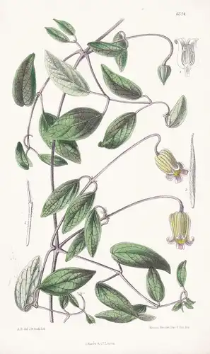 Clematis Reticulata. Tab. 6574 - United States / Pflanze Planzen plant plants / flower flowers Blume Blumen /