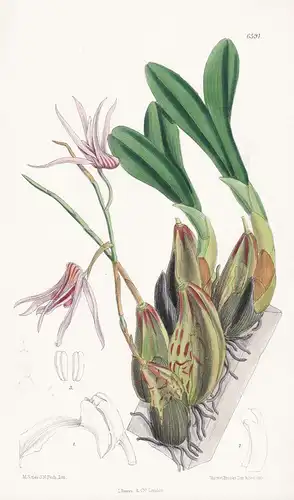 Dendrobium Treacherianum. Tab. 6591 - Borneo / Orchidee orchid / Pflanze Planzen plant plants / flower flowers