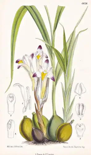 Coelia Bella. Tab. 6628 - Guatemala / Orchidee orchid / Pflanze Planzen plant plants / flower flowers Blume Bl