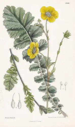 Geum Elatum. Tab. 6568 - Himalaya / Pflanze Planzen plant plants / flower flowers Blume Blumen / botanical Bot