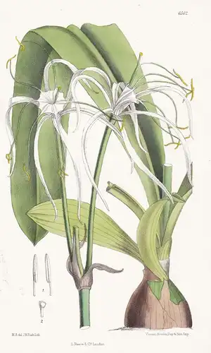 Hymenocallis Harrisiana. Tab. 6562 - Mexico Mexiko / Pflanze Planzen plant plants / flower flowers Blume Blume