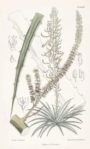 Hechtia Cordylinoides. Tab. 6554 - Mexico Mexiko / Pflanze Planzen plant plants / flower flowers Blume Blumen