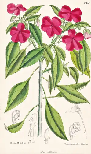 Impatiens Sultani. Tab. 6643 - Zanzibar Sansibar / Pflanze Planzen plant plants / flower flowers Blume Blumen