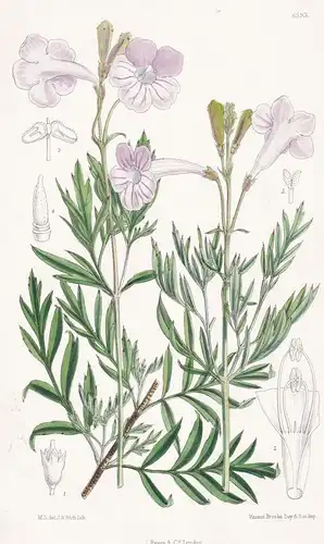Incarvillea Koopmannii. Tab. 6593 - Turkestan / Pflanze Planzen plant plants / flower flowers Blume Blumen / b