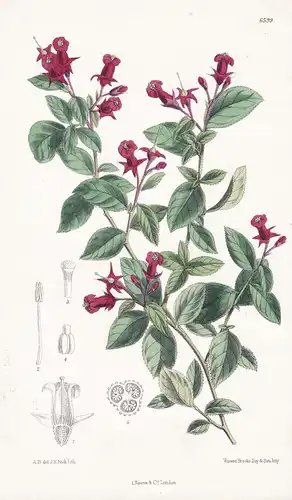 Escallonia Rubra var. punctata. Tab. 6599 - Chile / Pflanze Planzen plant plants / flower flowers Blume Blumen