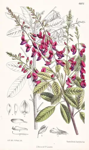Lespedeza Bicolor. Tab. 6602 - China Japan / Pflanze Planzen plant plants / flower flowers Blume Blumen / bota
