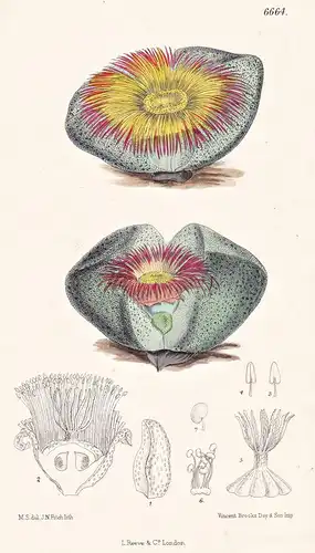 Mesembryanthemum Bolusii. Tab. 6664 - South Africa Südafrika / Pflanze Planzen plant plants / flower flowers B