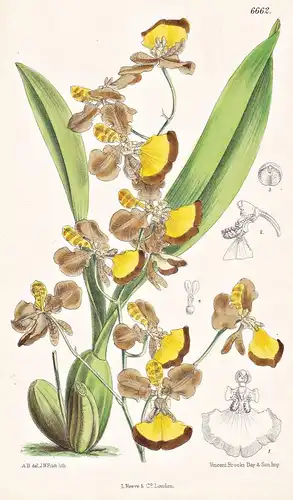 Oncidium Praetextum. Tab. 6662 - Brasil Brazil Brasilien / Orchidee orchid / Pflanze Planzen plant plants / fl