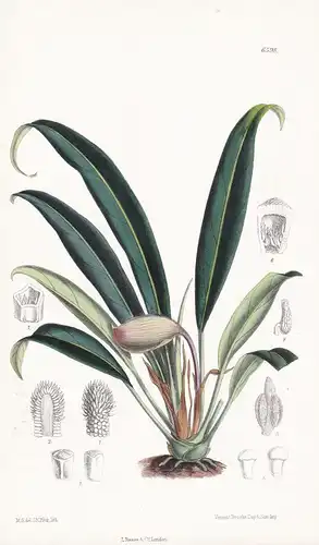 Piptospatha Insignis. Tab. 6598 - Borneo / Pflanze Planzen plant plants / flower flowers Blume Blumen / botani