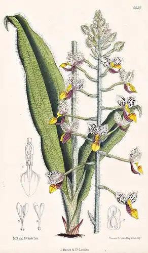 Ponthieva Maculata. Tab. 6637 - Venezuela / Orchidee orchid / Pflanze Planzen plant plants / flower flowers Bl