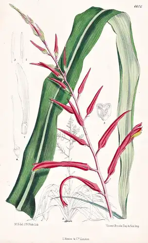 Pitcairnia Alta. Tab. 6606 -  West Indies / Pflanze Planzen plant plants / flower flowers Blume Blumen / botan