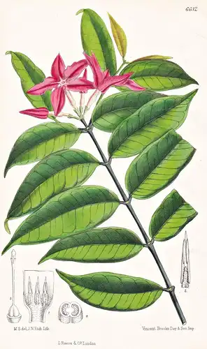 Mascarenhasia Curnowiana. Tab. 6612 - Madagascar / Pflanze Planzen plant plants / flower flowers Blume Blumen