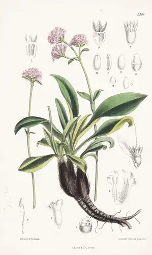 Nardostachys Jatamansi. Tab. 6564 - Himalaya / Pflanze Planzen plant plants / flower flowers Blume Blumen / bo