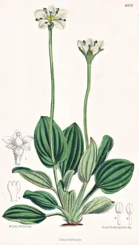 Parnassia Nubicola. Tab. 6609 - Himalaya / Pflanze Planzen plant plants / flower flowers Blume Blumen / botani
