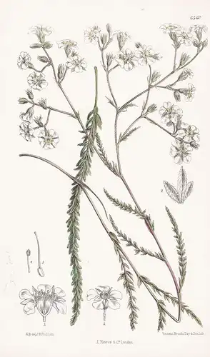 Potentilla (Ivesia) Unguiculata. Tab. 6560 - California Kalifornien / Pflanze Planzen plant plants / flower fl