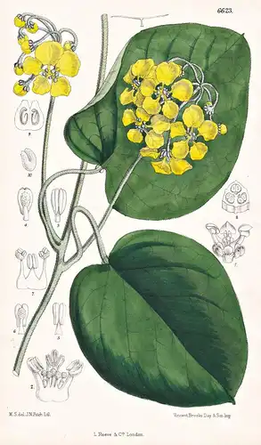 Stigmaphyllon Littorale. Tab. 6623 - Brasil Brazil Brasilien / Pflanze Planzen plant plants / flower flowers B