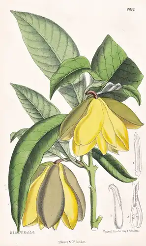 Talauma Candollei, var. Galeottiana. Tab. 6614 - Java / Pflanze Planzen plant plants / flower flowers Blume Bl